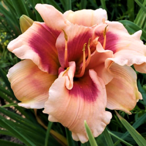 Лилейник гибридный Forty Second Street