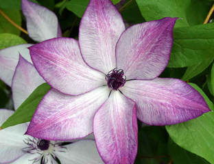 Клематис Clematis "Fond Memories" : P9