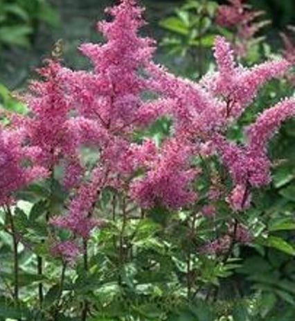 астильба рэинлэенд