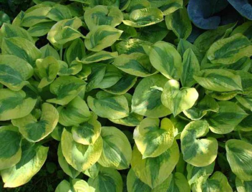 хоста глад рагс