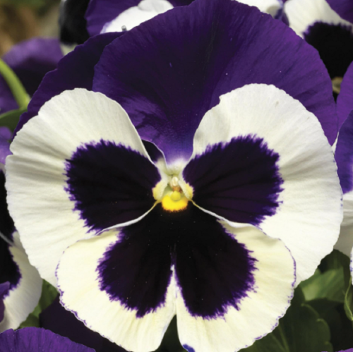 виола селло виоелт фейс