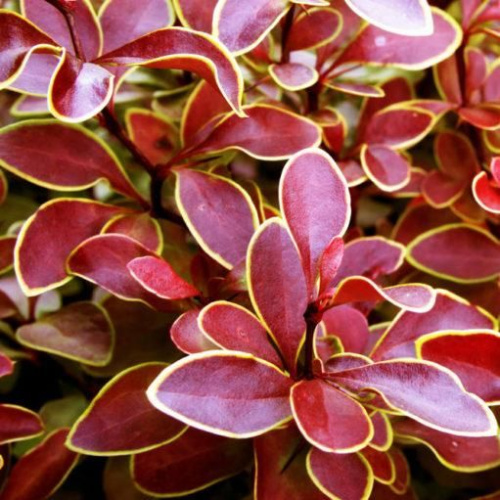 743b4e02069a0656bb75898547ce8ea8