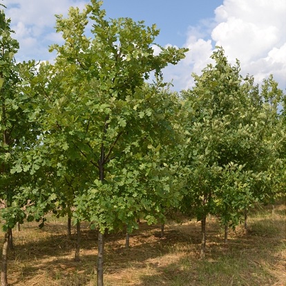 дуб черешчатый