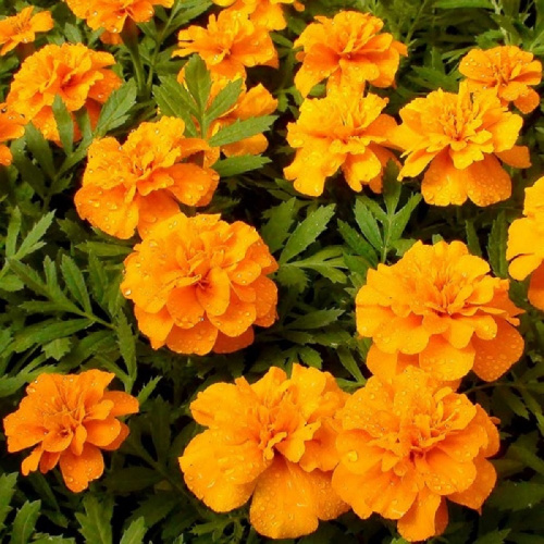 бархатцы дип орандж