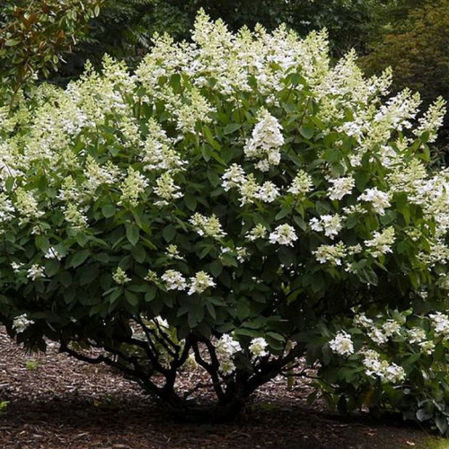 гортензия-кьюшу