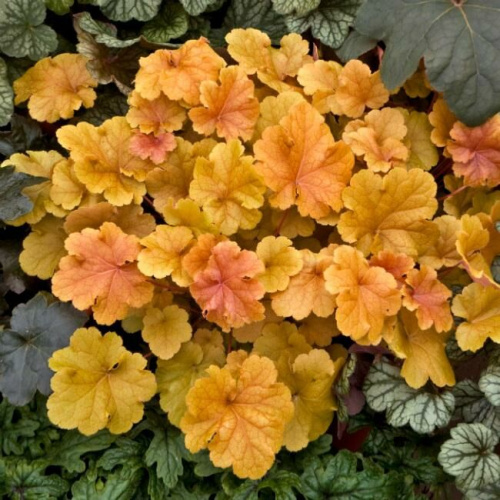 3829_auto_auto_jpg_5_80