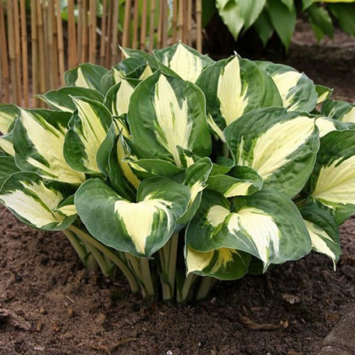 hosta_gibridnaya_pasfajnder_