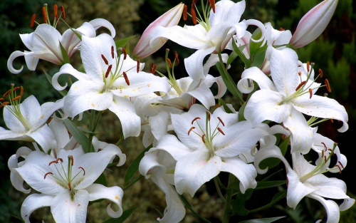 1665665214_33-adonius-club-p-liliya-snou-morning-oboi-34