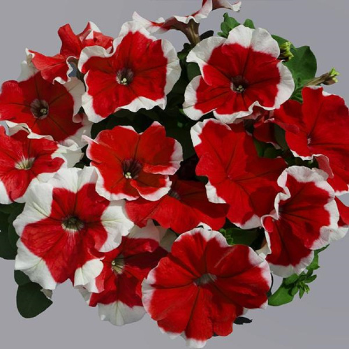 лимбо джи пи ед пикоти