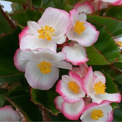 бегония коктель ром