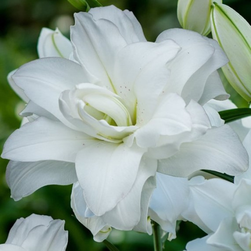 737_liliya-lotus-beauty