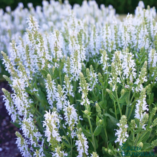 salvia-nemorosa-schneehugel-650x650
