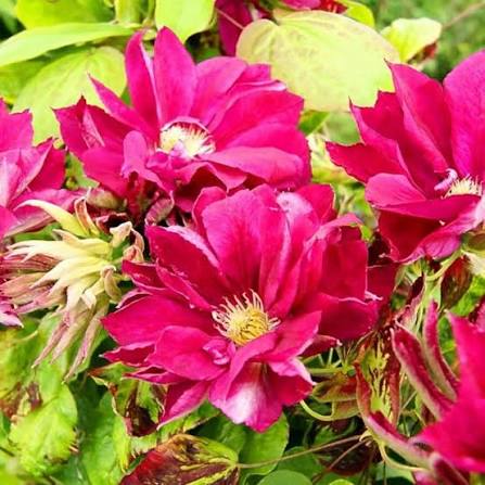 images (5)