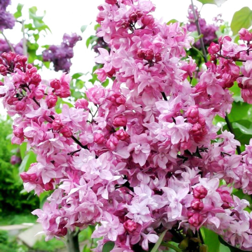 olimpiada-kolesnikova-mahrovaya-siren-kupit