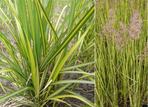 Calamagrostis_England