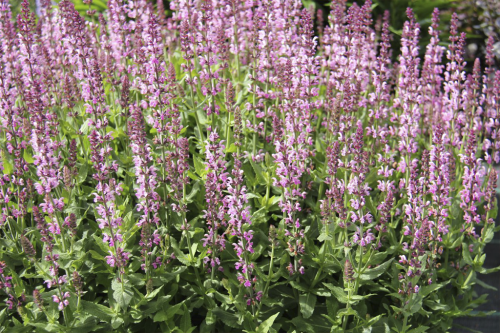 шалфей апекс пинк