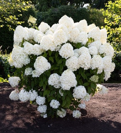 Саммер сноу