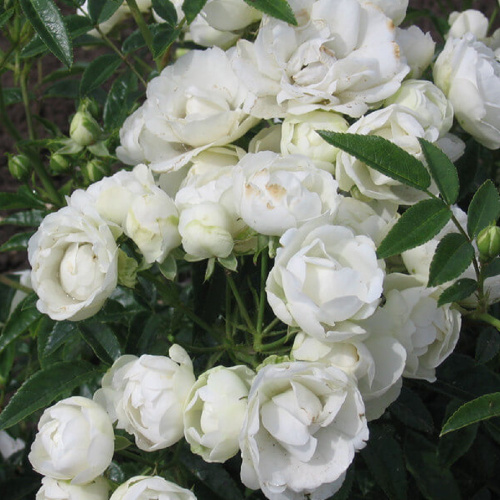 вайт морстаг