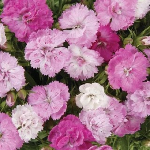 гвоздика махровая династи пинк мэджик