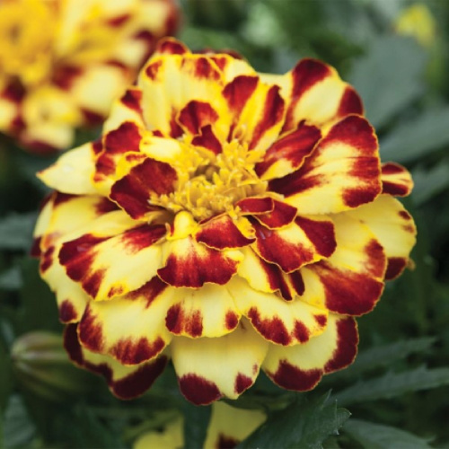 бархатцы алюмия крем брюле