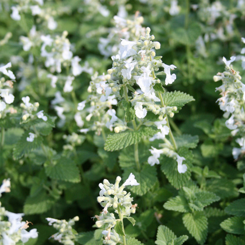 nepeta_ALBA
