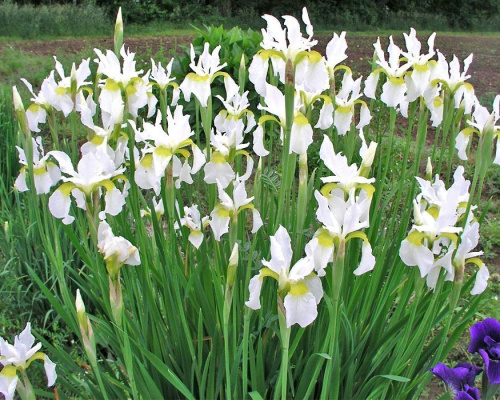 ирис сноу квин