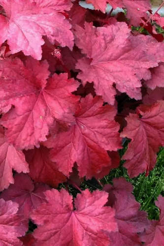heuchera-magma-coral-bells-4