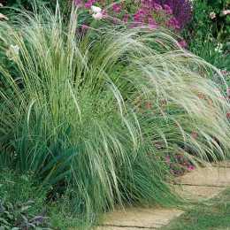 stipa-barbata