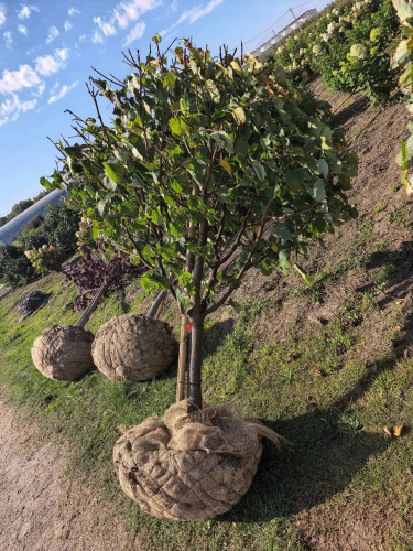 Липа мелколистная Tilia Cordata формированная "Шар на штамбе" (Ком+сетка), h=150-170