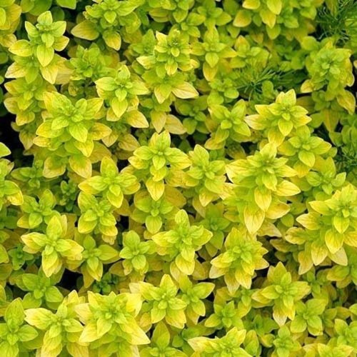 5e622b6b0fff812ea31f1084