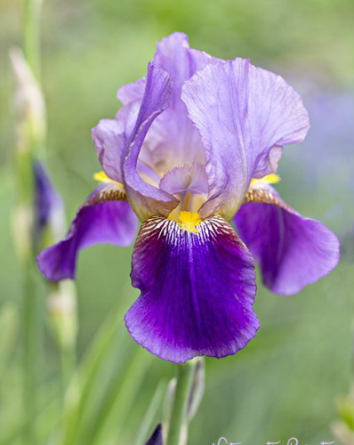 ирис алказар