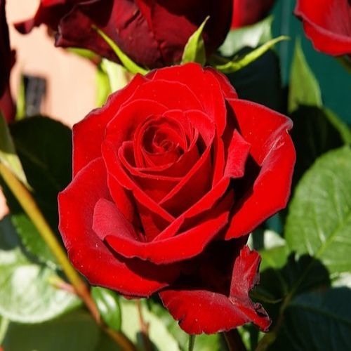 Роза чайно-гибридная Red Star "Ред Стар" : С5/7,5