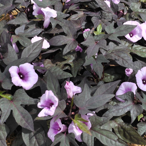 ipomoea floramia black
