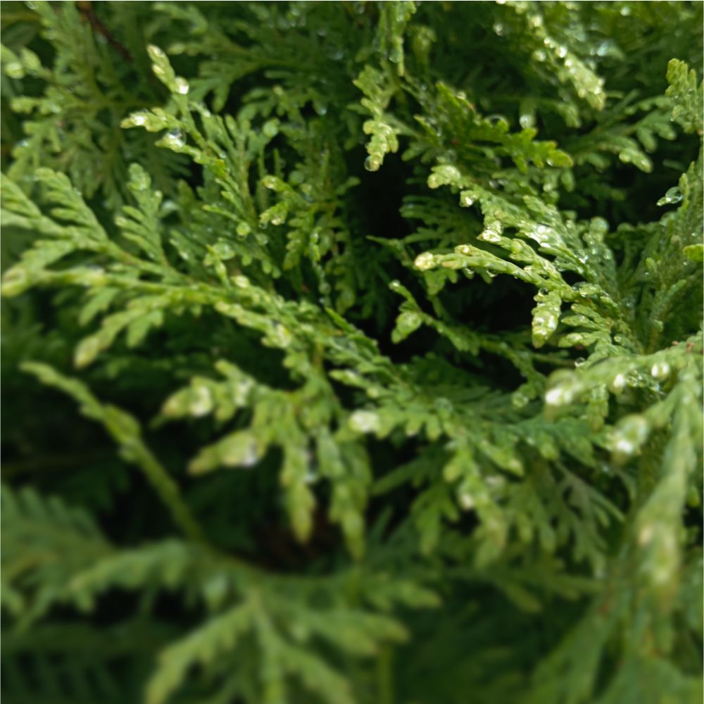 Хвойные со скидкой до 40%