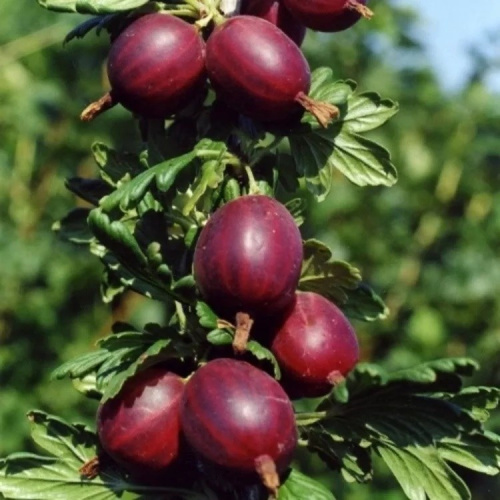 крыжовник гуливер