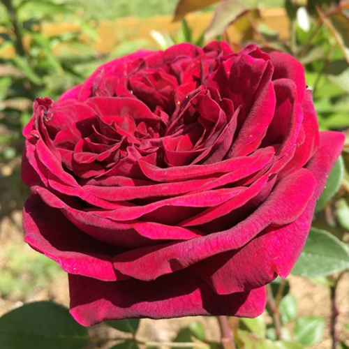 Роза чайно-гибридная Royal Palace " Роял Палас" : С5/7,5