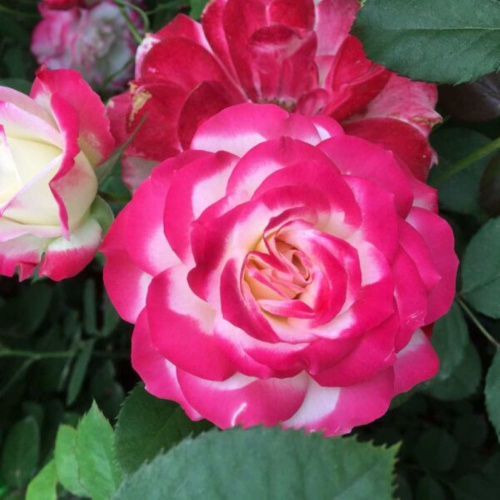 Роза флорибунда Ubile du Prince de Monaco "Юбилей Принца Монако" : C5