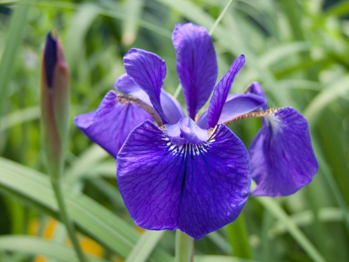 Ирис Iris sibirica Happy Returns