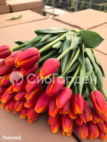 Тюльпан (I) REPLAY (Реплей)