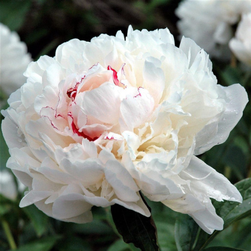 Пион Paeonia Lactiflora (D) Festiva Maxima