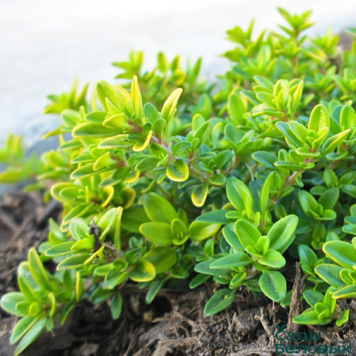 thymus-citriodorus-goldy-650x650