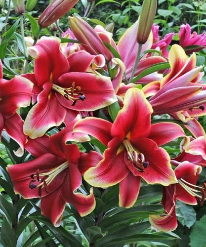 африкан леди