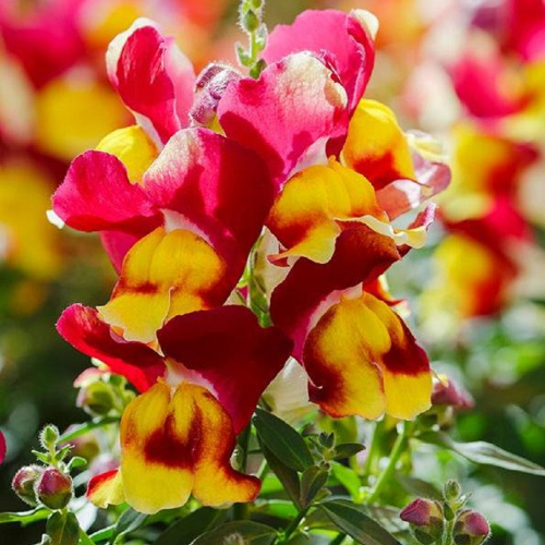 львиный зев ред энд елоу