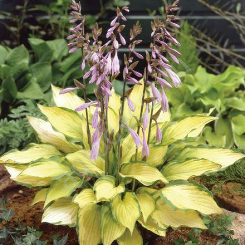 Хоста Hosta Lady Guinevere