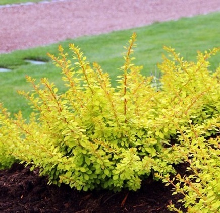 _________________5ef2ede54c105