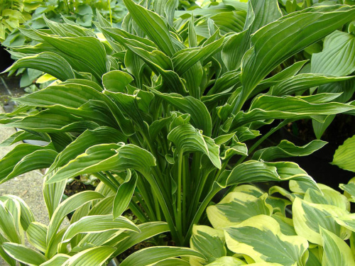 Хоста Hosta Praying Hands