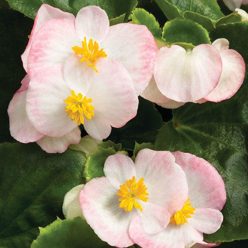 Бегония Бада бинг роуз биколор