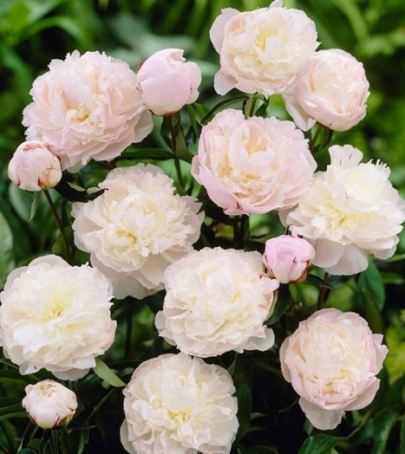 f2b62514dd5211ee82c3b42e998dab4f.jpg.720x720_q85_crop-scale