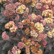 456zvxvev3kb2flca1ptq1qjxy6rjq88