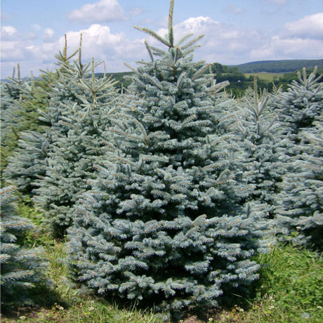 picea-glauca-1